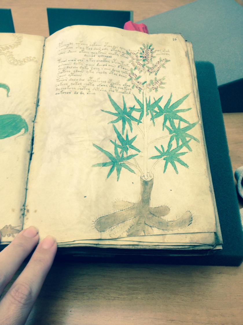 The Voynich Manuscript. Photo by Hillary Raimo Yale University 11/19/13